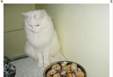宠物猫不应该吃虾（虾对猫咪健康的影响及替代食品）