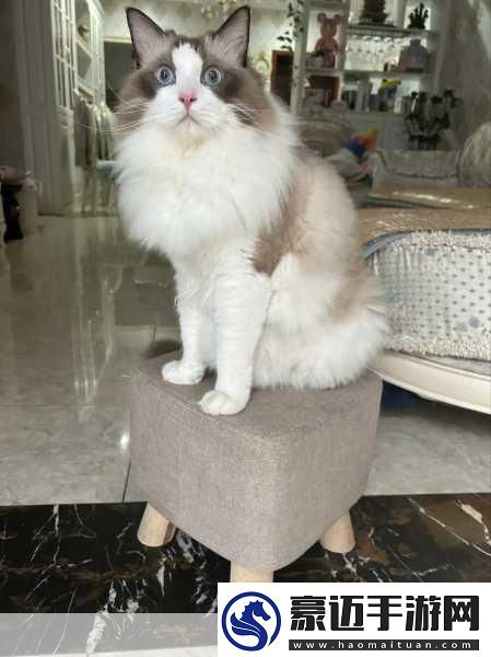 猫咪社区WWW在线资源解锁版再次免费开放