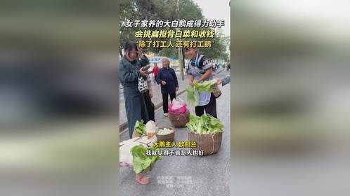 女子家养聪明大鹅帮主人背白菜收钱