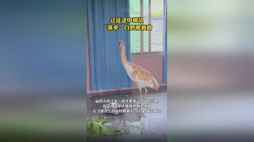 迁徙途中掉队落单白鹤被救助