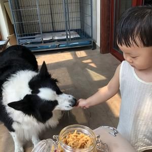 狗零食（鸡胸肉干）【空气炸锅版】的做法 步骤9