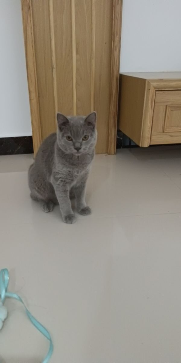 蓝猫丁香色