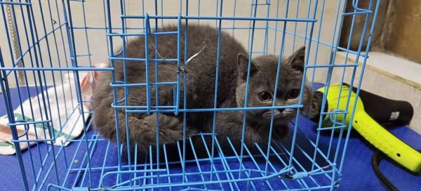 蓝猫