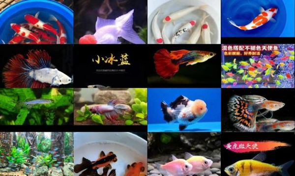 便宜好养的观赏鱼