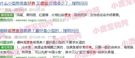 便宜好养的观赏鱼