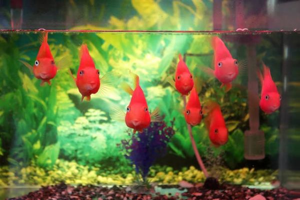 渭南水族馆来自十载老鱼友的十年忠告 水族维护服务（上门） 第3张
