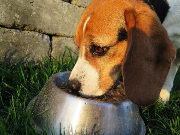 Cómo hacer comida para perros