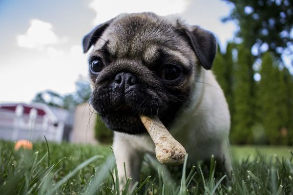 Cómo hacer comida para perros: las claves