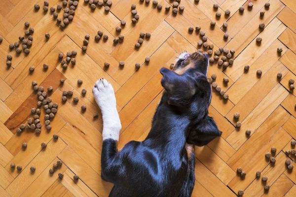 Beneficios de la comida natural para perros