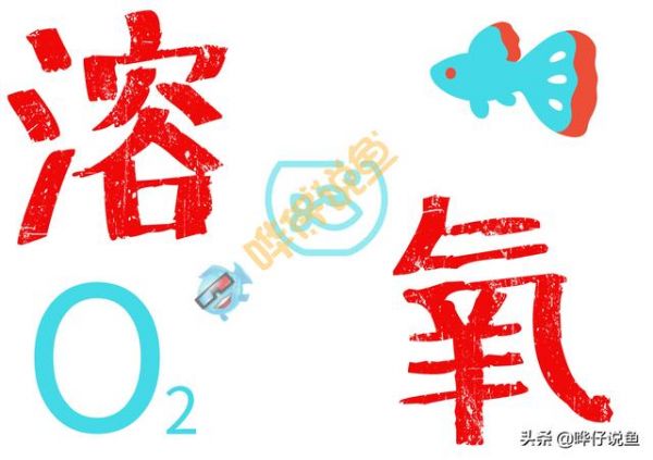 鱼缸水里的氧气越多越好？物极必反的道理，养宠物鱼的你一定听过