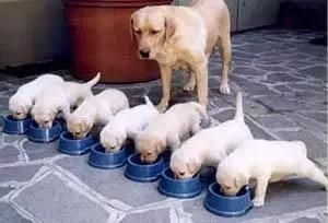 养宠物狗挑食怎么办？
