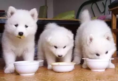 养宠物狗挑食怎么办？