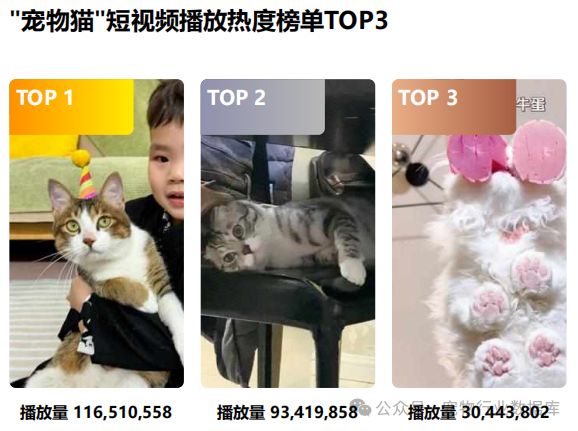 宠爱新潮流：揭秘抖音猫主粮市场背后的用户力量