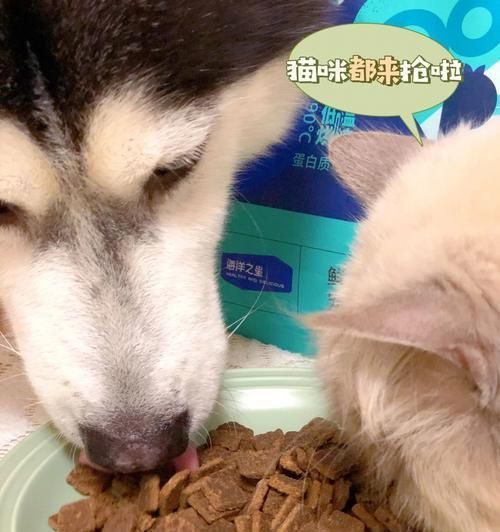 宠物狗的饮食营养要点（了解你的宠物的食物需求，让你的狗狗健康成长）