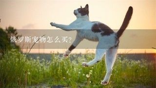俄罗斯宠物怎么买？