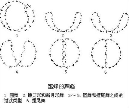 蜜蜂在食物供应链上作用巨大,为养活全球 90% 人口的农作物授粉