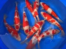 北京丰台锦鲤批发 批发日本锦鲤