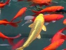 北京丰台祥瑞鱼场直销各种淡水鱼苗