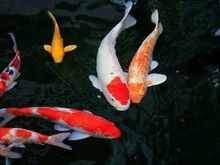 丰台观赏鱼锦鲤批发 北京锦鲤批发零售