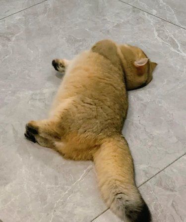 想要一个全是金渐层的评论区！