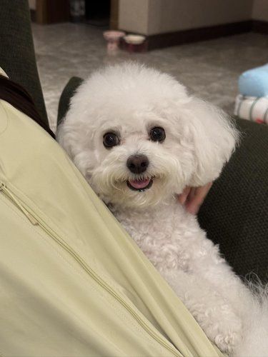 有些小狗一看就是女孩子