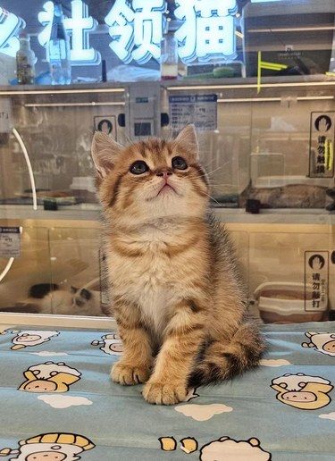 龙之梦二楼这里有萌萌猫儿！幺社领猫馆中山公园