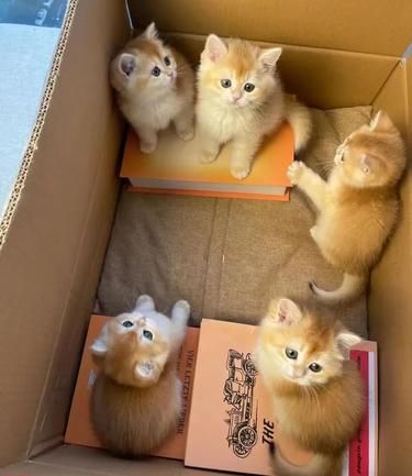 傻fufu小猫 可爱的哦！