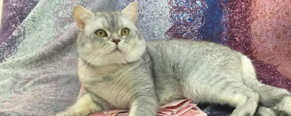 猫咪应不应该混粮 好处坏处都是有存在的