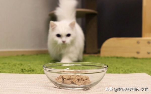 喵星人最正确的喂养方式,猫咪一天吃几餐最健康,很多人都喂错了