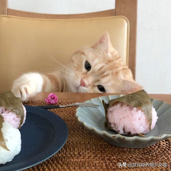 喵星人最正确的喂养方式,猫咪一天吃几餐最健康,很多人都喂错了