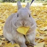 风铃惹风急