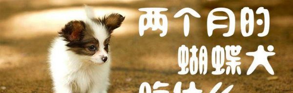 新手狗主必看（了解宠物饮食需求，让狗狗健康成长）