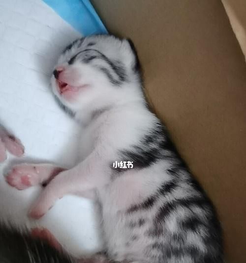 猫咪三个月了怎么喂（宠物猫咪的健康食谱分享）