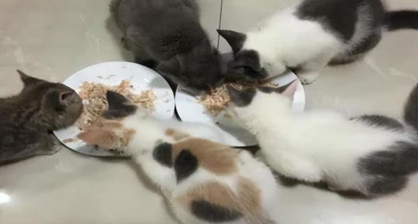 穷人自制猫饭食谱大全，10种简单的自制猫咪食谱
