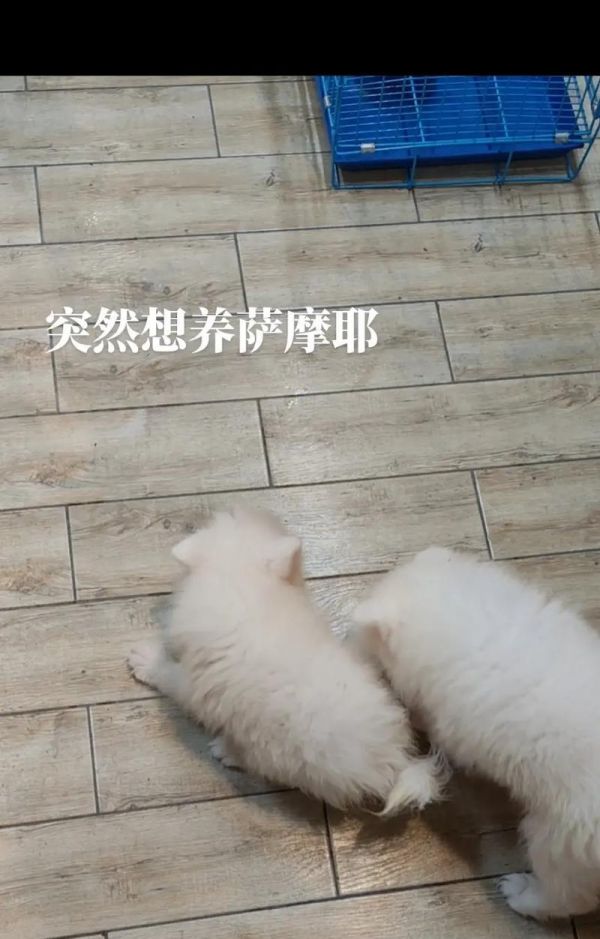 萨摩耶喂养小技巧大揭秘！（宠物爱好者必看，让你的萨摩耶吃得健康又美味！）