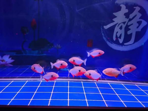 底滤鱼缸过滤盒布局解析：如何优化滤材摆放提升效果？