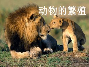 《5 动物的繁殖》PPT课件(湖北省县级优课).ppt
