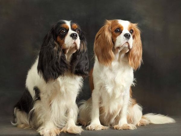 骑士查理王猎犬介绍——犬种起源、特点、饲养注意事项