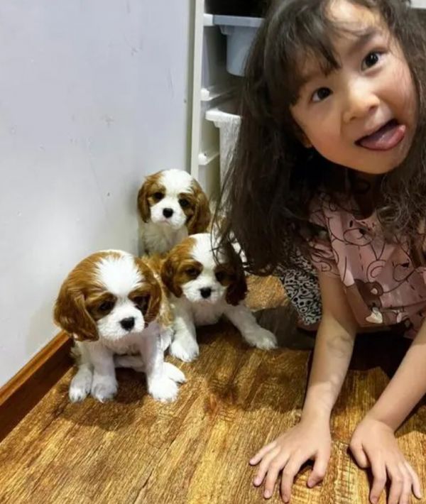 骑士查理王猎犬介绍——犬种起源、特点、饲养注意事项