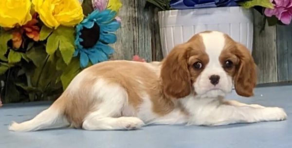 骑士查理王猎犬介绍——犬种起源、特点、饲养注意事项