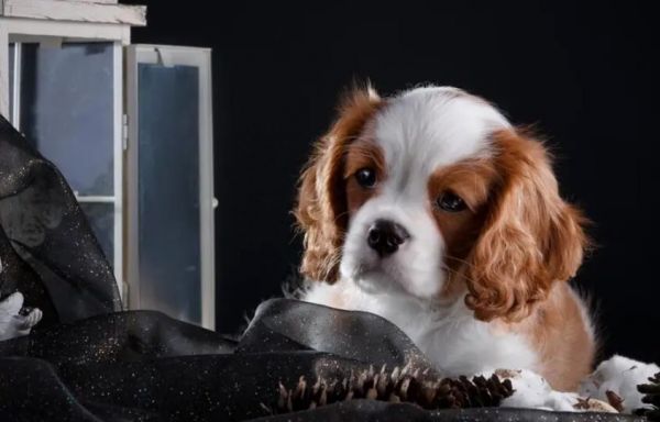 骑士查理王猎犬介绍——犬种起源、特点、饲养注意事项