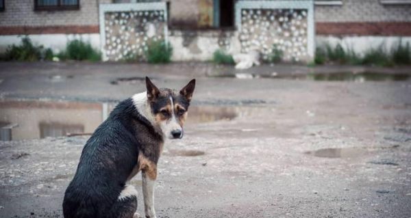 探寻冠毛犬的神秘历史（了解冠毛犬的起源和发展足迹，重拾人与宠物之间的深情）