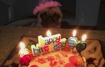 狗狗生日蛋糕