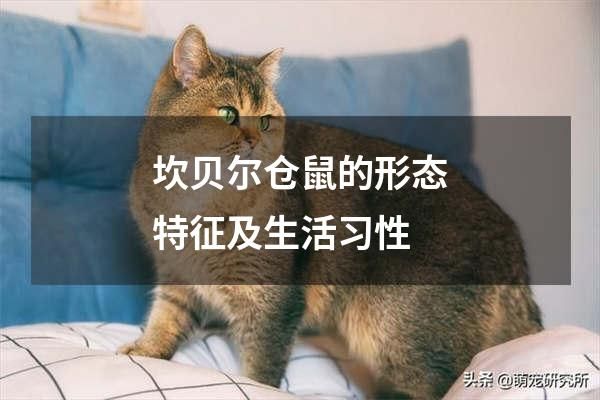 坎贝尔仓鼠的形态特征及生活习性