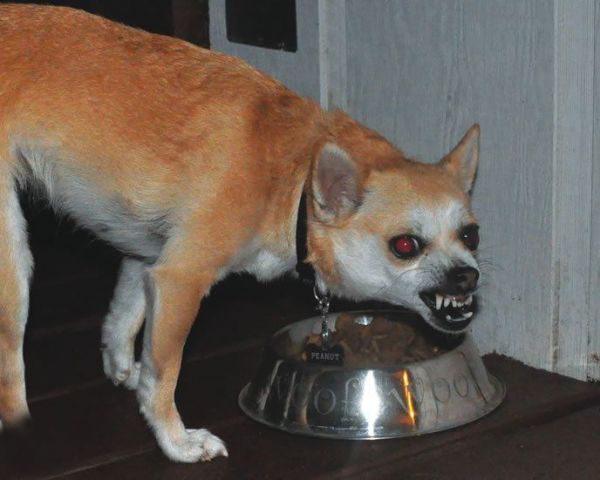 狗的护食行为纠正（上）