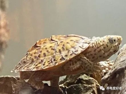 听说蛋龟现在很火爆,咱们也来凑凑热闹吧