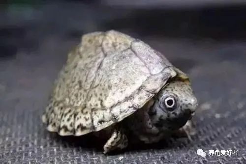 听说蛋龟现在很火爆,咱们也来凑凑热闹吧