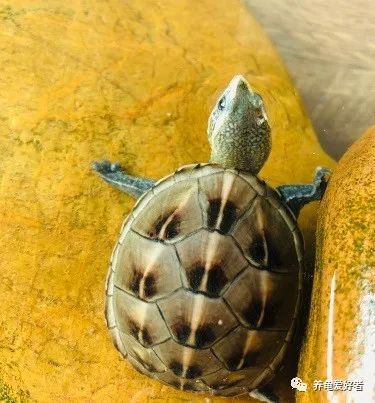 听说蛋龟现在很火爆,咱们也来凑凑热闹吧