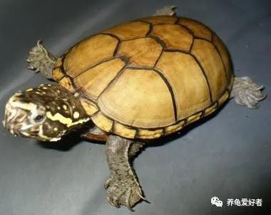 听说蛋龟现在很火爆,咱们也来凑凑热闹吧