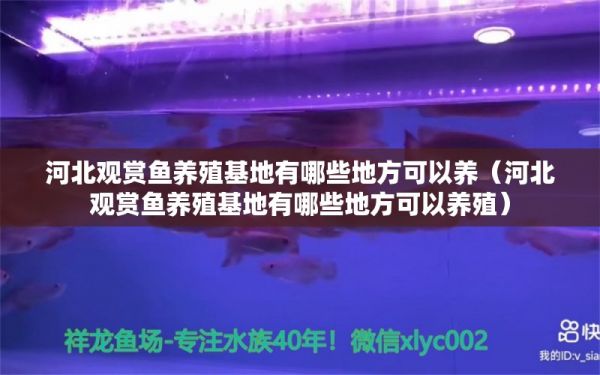 河北观赏鱼养殖基地有哪些地方可以养（河北观赏鱼养殖基地有哪些地方可以养殖） 野生地图鱼